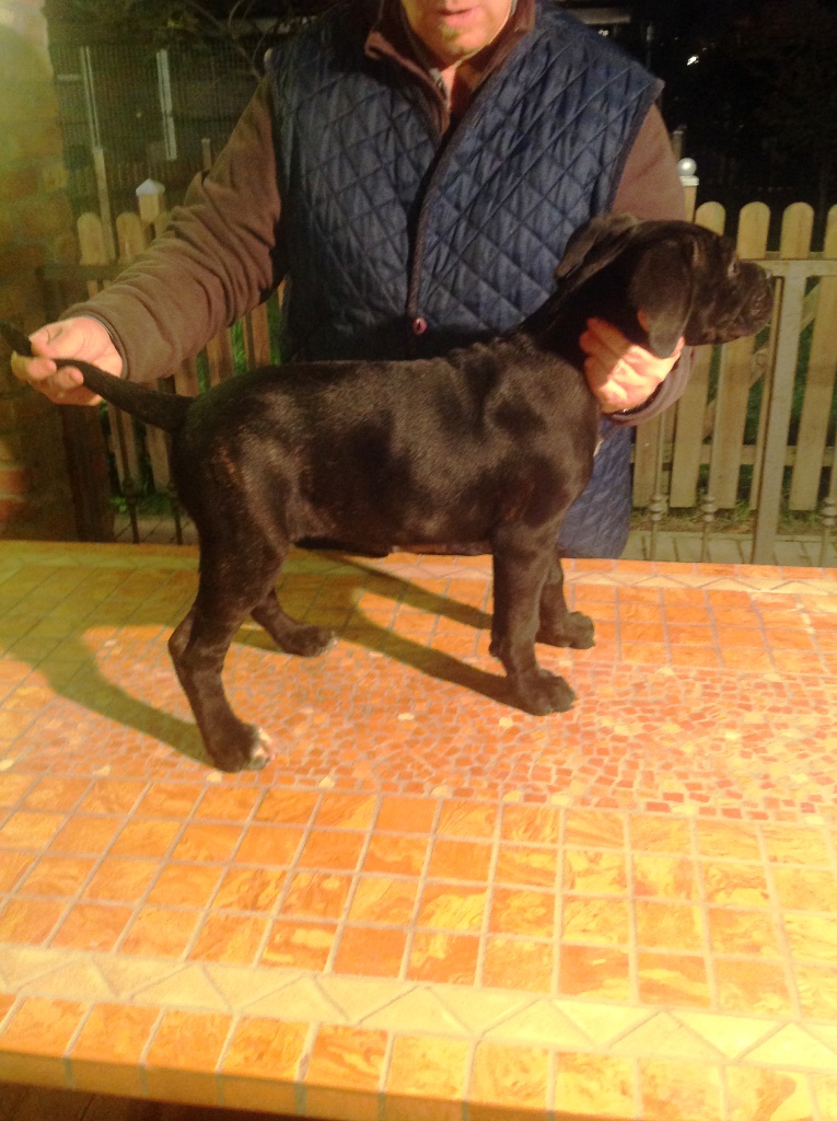 Cuccioli Cane Corso Su Lapulceit Animali