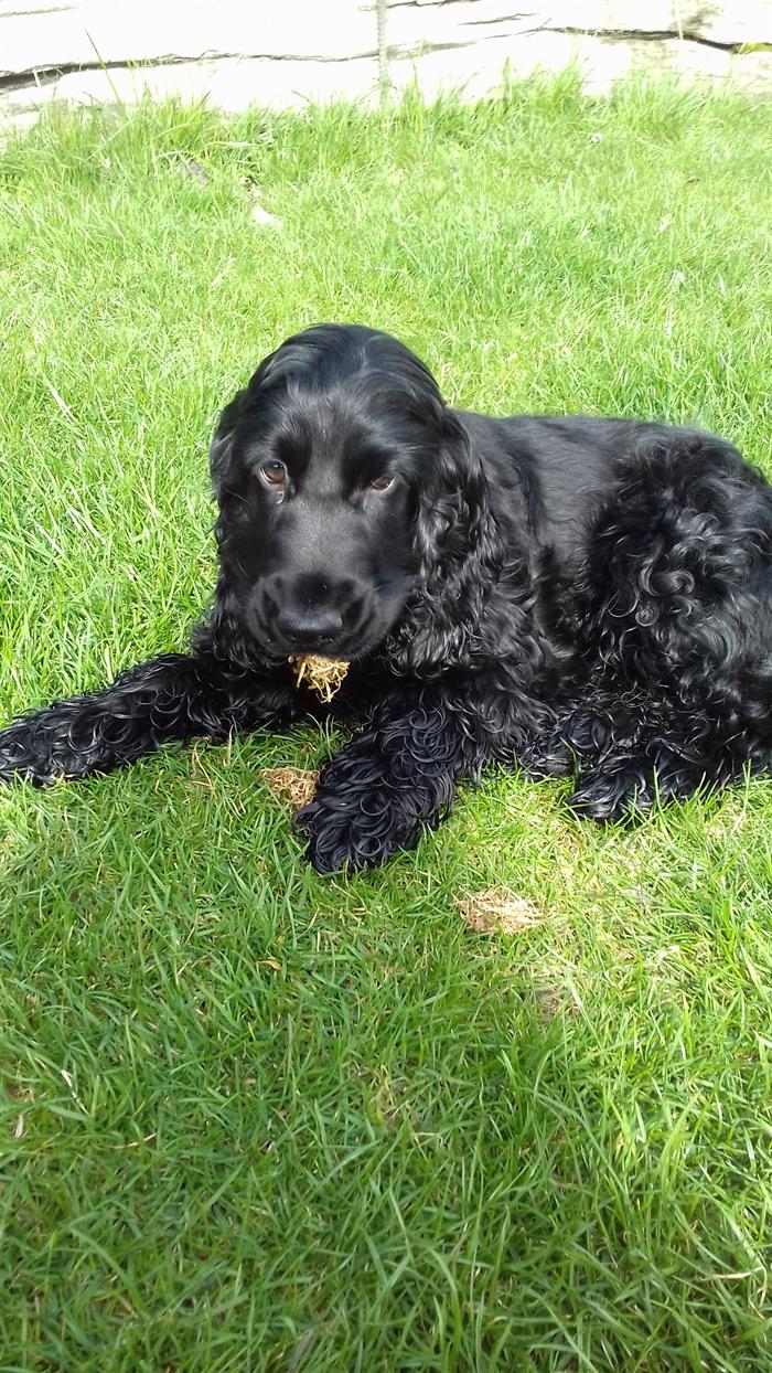 Cuccioli Cocker Spaniel Su Lapulceit Animali