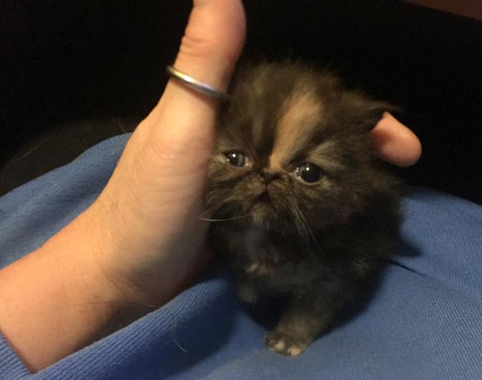 Gatti Persiani Su Lapulceit Animali