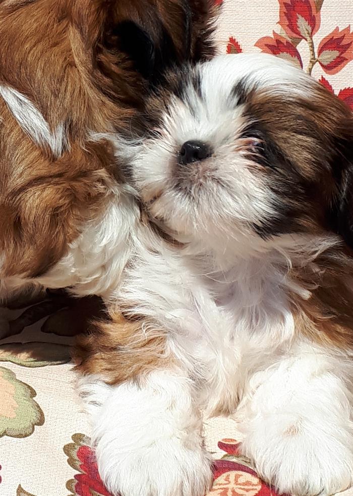 Vendesi Bellissimi Cuccioli Di Shih Tzu Molto Socievoleamano I