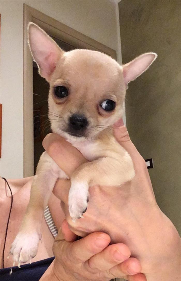 Vendo Cuccioli Chihuahua A Catania Su Lapulceit Animali