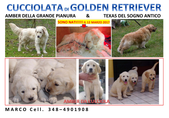 Cuccioli Di Golden Retriever Su Lapulceit Animali